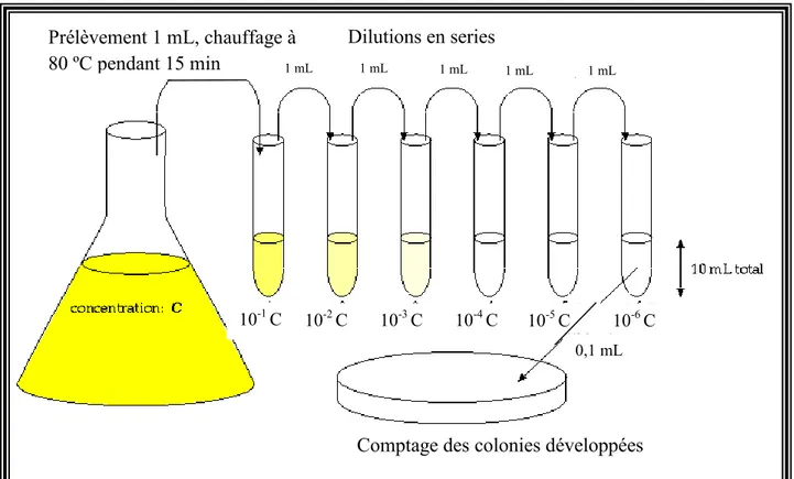 Figure II.4. Schématisation de la méthode indirecte de détermination du nombre de  spores 