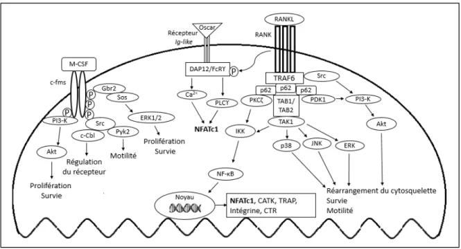 Figure 4 : Les voies de signalisation induites par M-CSF et RANKL dans l'ostéoclaste 