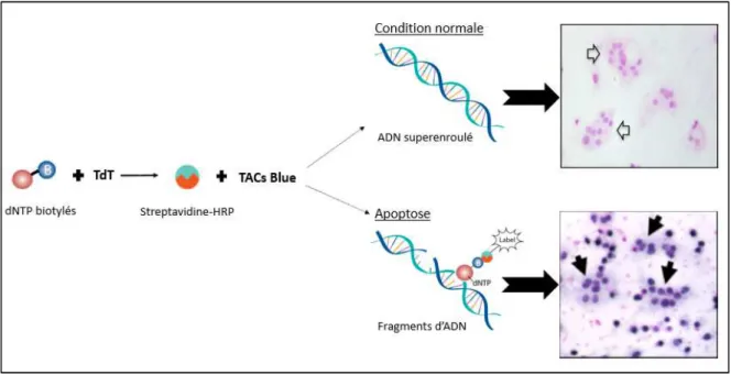 Figure 12 : Méthode TACS Blue pour analyser l’apoptose 
