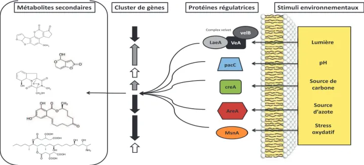 Figure 5 : Protéines  régulatrices globales impliquées dans la régulation des clusters de gènes  impliqués  dans la production de divers métabolites secondaires fongiques