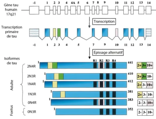 Figure 7 : Schéma des 6 isoformes de la protéine tau. 