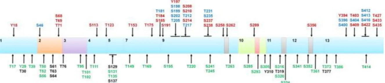 Figure 9 : Schéma des 85 sites de phosphorylation de la protéine tau sur l'isoforme 2N4R