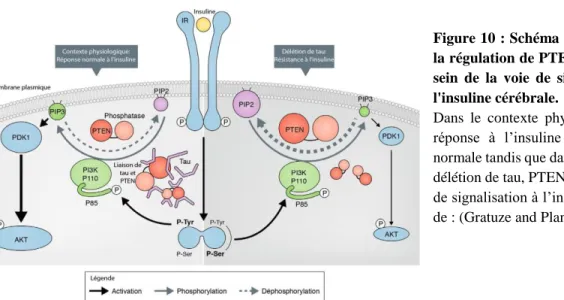 Figure 10 : Schéma du modèle de  la régulation de PTEN par tau au  sein  de  la  voie  de  signalisation  à  l'insuline cérébrale