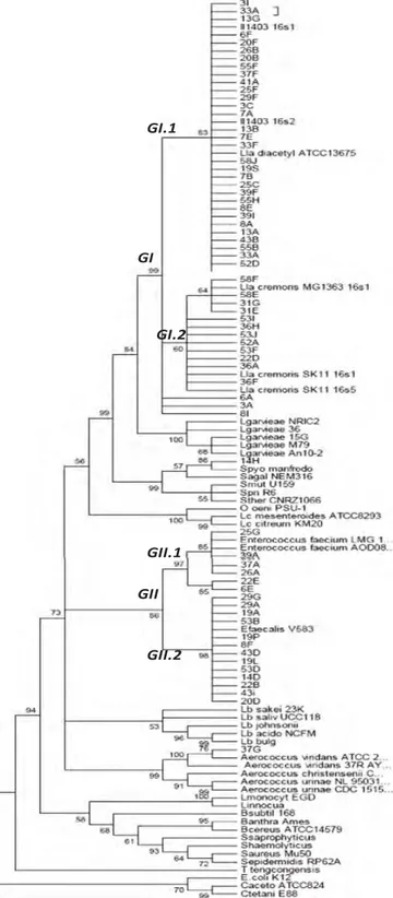 Fig. 2. Phylogenic tree obtained by partial 16s rDNA sequencing of the strains isolated from goat milk and the reference strains obtained by the Neighbour-Joining (boostrap 1000)