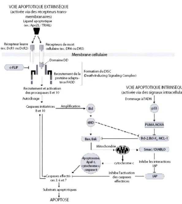 Figure  1.  Les  deux  voies  de  l'apoptose.  Les  deux  voies  sont  activées  différemment  et  impliquent  différentes protéines, voir texte pour plus de détails (adapté de ASHKENAZI, A., 2008)