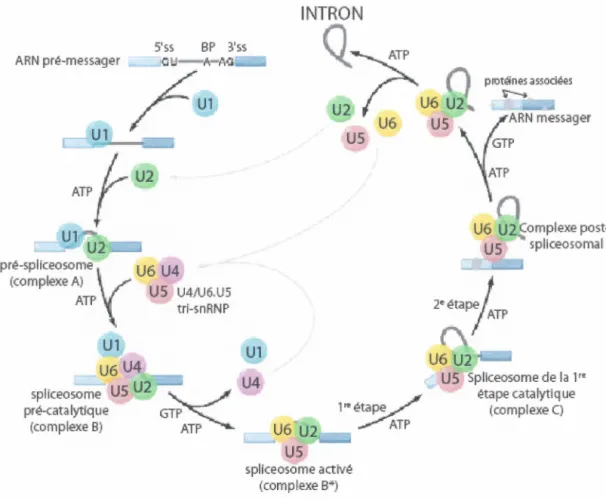 Figure 5. Mécanisme de l'épissage. Assemblage du spliceosome et les deux réactions de  transestérification (voir texte pour plus de détails, adapté de WAHL, M.C., 2009)