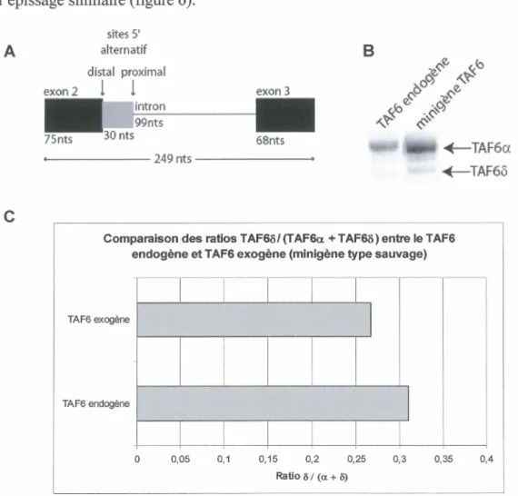 Figure 6. Comparaison du TAF6 endogène et TAF6 produit par le minigène. A) Schéma du  minigène TAF6 crée afin d'étudier l'épissage alternatif de TAF6