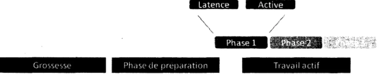 Figure 2. Représentation schématique des étapes essentielles de l'accouchement. 