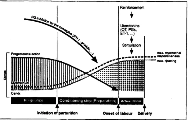 Figure 4. D'après Garfield, R.E., modèle proposé des différents stimuli sur le myomètre  et le col durant la grossesse [Garfield et al., 1998]