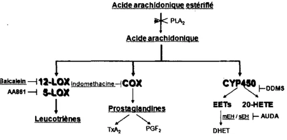Figure 6. Voies métaboliques de l'acide arachidonique. 