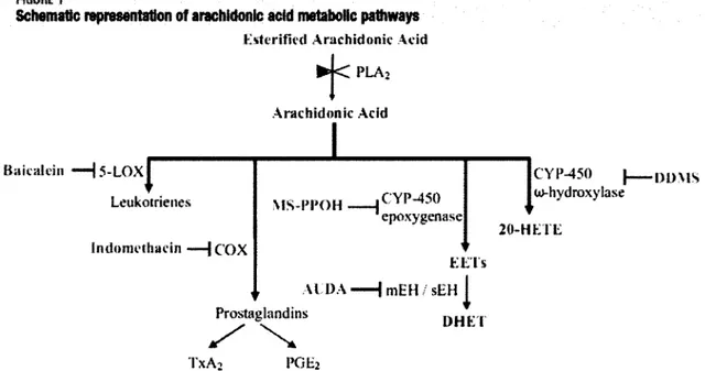 FIGURE  1.  Schematic  representation  of  arachidonic  acid  metabolic  pathways.  PLA 2 ,  PhosphoLipase A 2 , 5-LOX, 5-Lipooxygenase, COX, cyclooxygenase, TxA 2 , Thromboxane A2, PGE 2 ,  Prostaglandin E 2 , mEH/sEH, microsomal Epoxide Hydrolase and sol