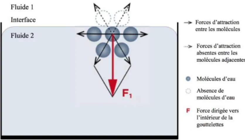 Figure 2 : Représentation des forces d'attraction intermoléculaire à l’interface de deux liquides non miscibles