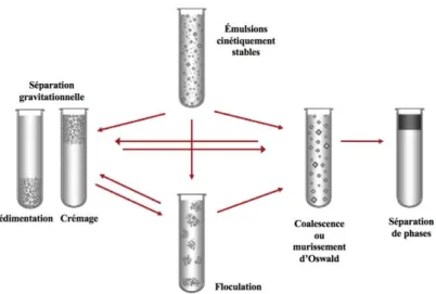 Figure 3 : Mécanismes de déstabilisation des émulsions. Adapté de Piorkowski et McClements (2014) 