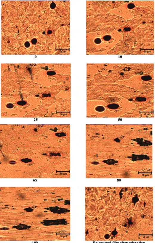 Fig. 9. Optical micrographs of latex films containing 1.0 wt% EC:RO microcapsules during various elongation percentages and after recovery.