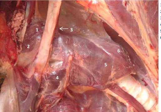 Figure 3 : Photographie de la musculature pharyngée dorsale en place, vue latérale gauche  (© A.Virilli, Ecole Nationale Vétérinaire de Nantes – Oniris) 