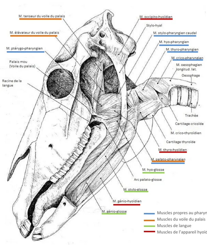 Figure 5 : Schéma des muscles du pharynx, du voile du palais, de la langue et de l'appareil hyoïdien   (d’après Barone, 1997) 