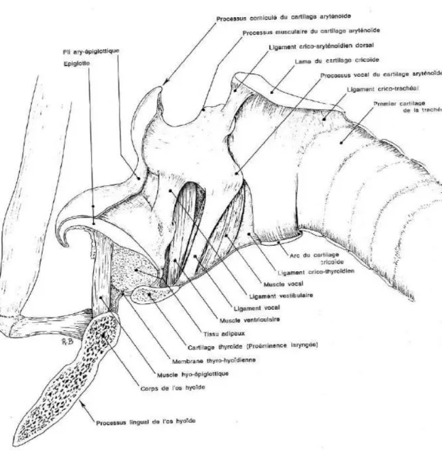 Figure 12 : Photographie des cartilages et articulations du larynx, vue latérale gauche  (© A.Virilli, Ecole Nationale Vétérinaire de Nantes – Oniris) 