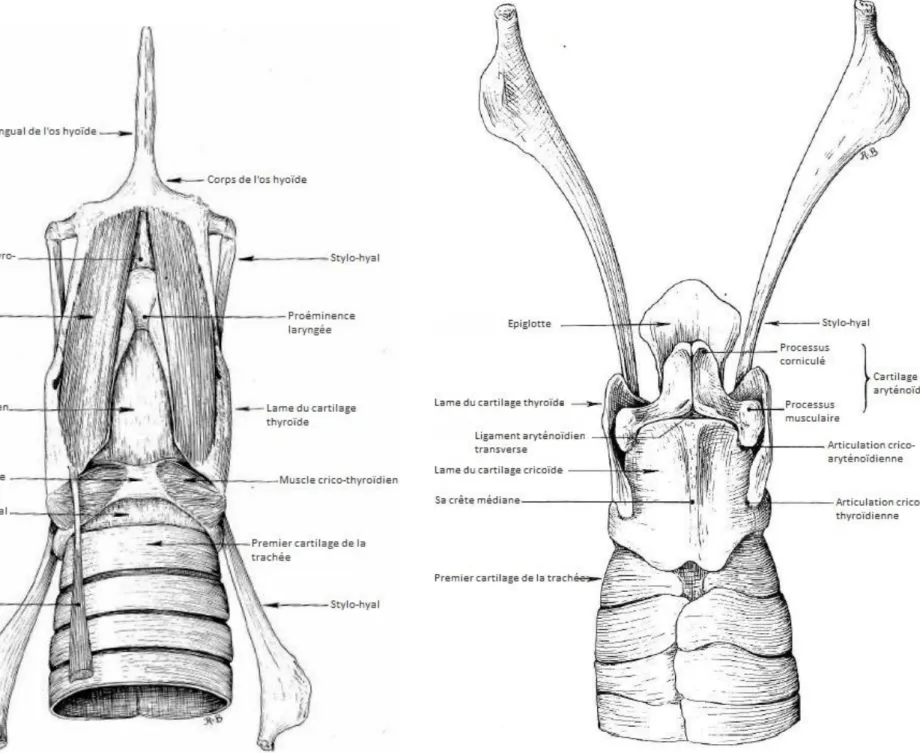 Figure 14 : Schéma des cartilages, articulations et membranes du larynx,  vue dorsale (d'après Barone, 1997) 