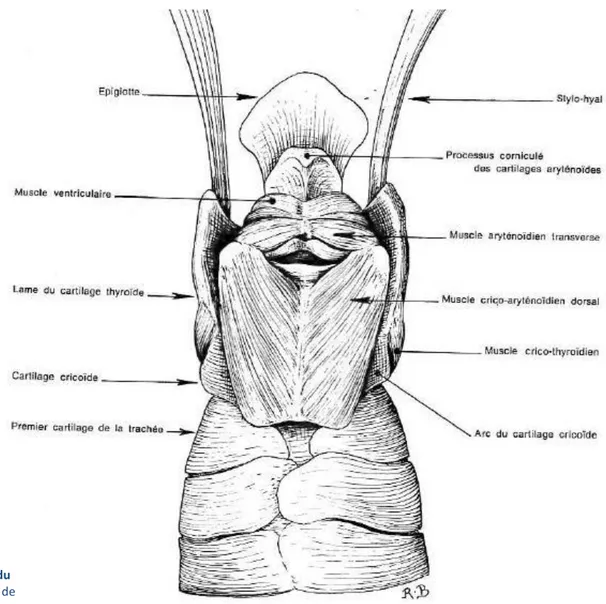 Figure 17 : Photographie et schéma des muscles superficiels du  larynx, en vue dorsale (© A.Virilli, Ecole Nationale Vétérinaire de  Nantes – Oniris)  