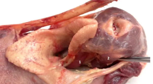Figure 18 : Photographie et schéma des muscles profonds du larynx, vue latérale gauche  (© A.Virilli, Ecole Nationale Vétérinaire de Nantes – Oniris) 