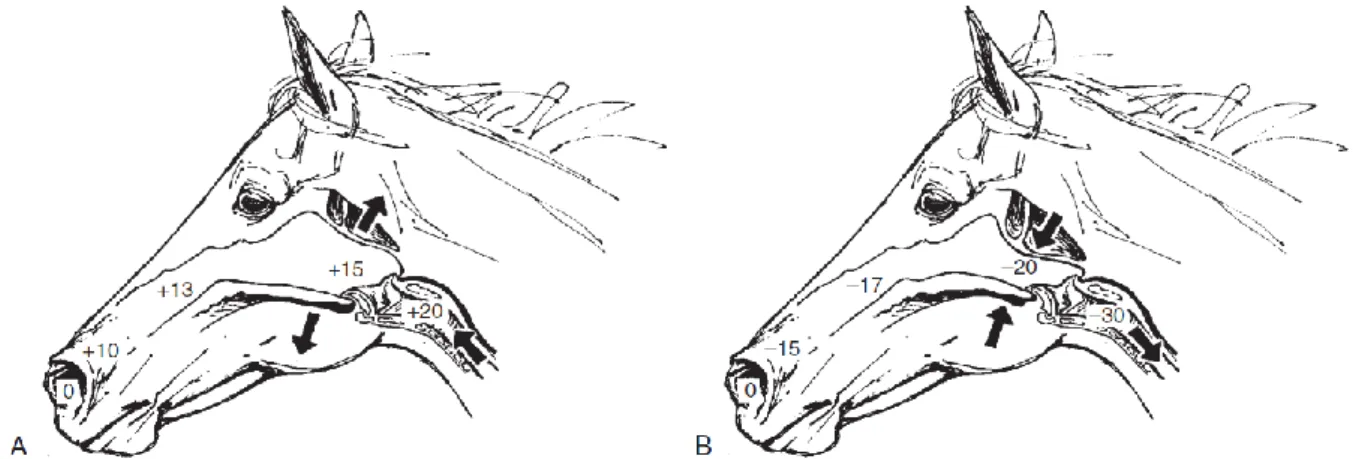 Figure 21 : Modifications de pression lors de la respiration : A) à l'expiration, B) à l'inspiration (d'après Derksen, 2012a) 