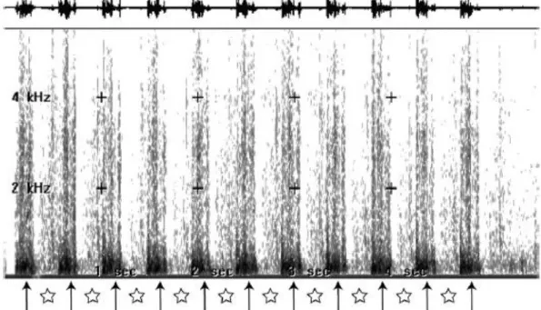 Figure 23 : Spectrogramme des bruits respiratoires d'un cheval sain au galop (d’après Derksen, 2012b)  Flèches : phases expiratoires - Etoiles : phases inspiratoires 