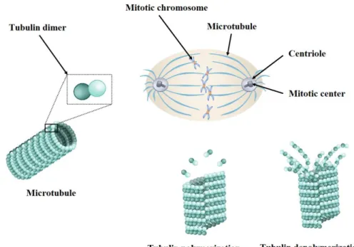 Figure  1.8  Schematic  representation  of  the  mitotic  spindle  as  well  as  α,  β-tubulin  heterodimers, tubulin polymerization and depolymerization