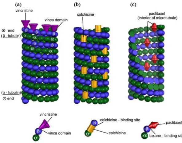Figure  1.9  Schematic  representation  of  microtubule  structure  and  the  (a)  vincristine-,  (b)  colchicine- and (c) paclitaxel-binding sites[86]