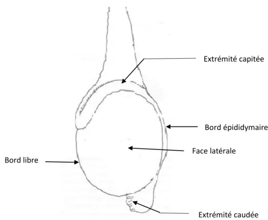 Fig. 1 - SCHEMA DE LA CONFORMATION EXTERNE D’UN TESTICULE DE RUMINANT, d’après (4) 