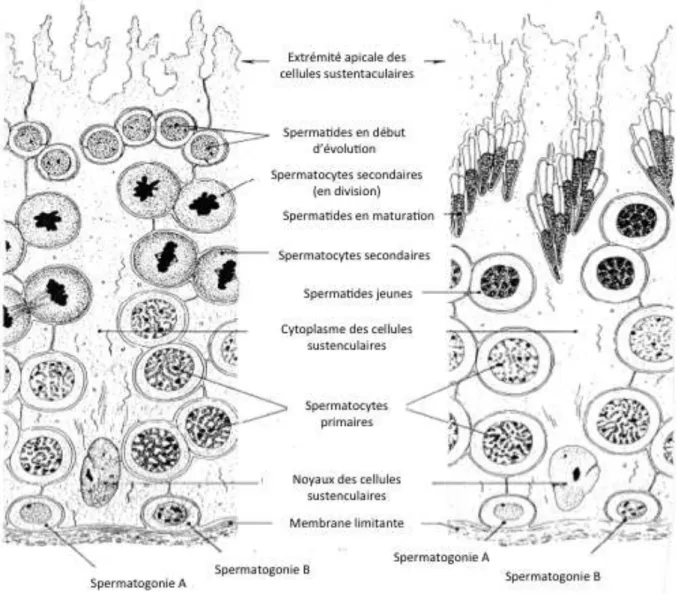 Fig. 5 - STRUCTURE HISTOLOGIQUE DU TUBE SEMINIFERE (5)   