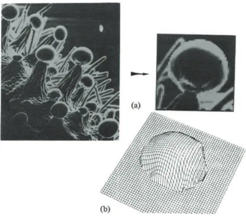 Figure 3 – (a) Image, obtenue par un microscope électronique, d’un trichrome d’une plante de cannabis sativa
