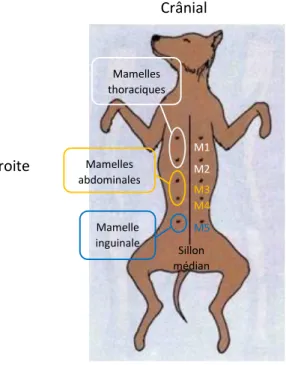 Figure 1 : Anatomie des mamelles chez la chienne 