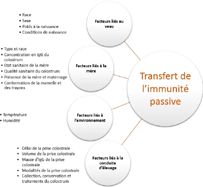 Figure 1 : Facteurs influençant la qualité du transfert de l’immunité passive chez le veau