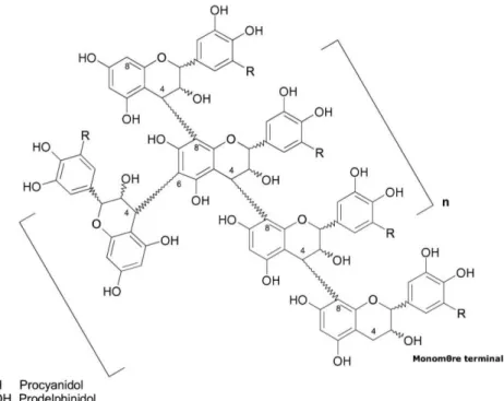 Figure 6.  Structure branchée des TCs (Hagerman, 2002) 