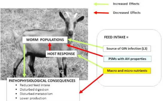 Figure 1: Relations between host nutrition and pathological and pathophysiological  changes caused by GIN infections, including H