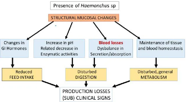 Figure 2: A summary of the main pathological and pathophysiological consequences of  H