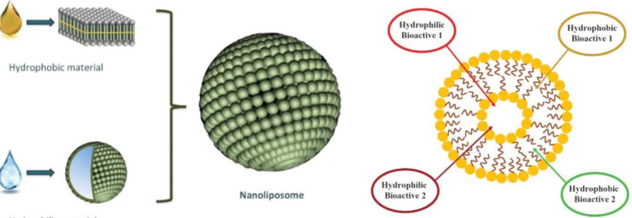 Figure  5.  Co-encapsulation  de  composants  bioactifs  hydrophiles  et  hydrophobes  dans les liposomes (adaptée de Tavano et a.l, 2014) 