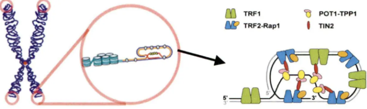 Figure 5 : Les télomères et le complexe des shelterins 