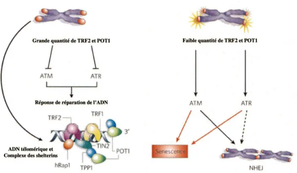 Figure 7 : Rôle des protéines TRF2 et POTl dans la protection des télomères 