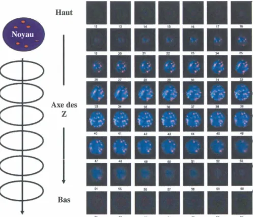 Figure 8  : Schéma de la détection  des  signaux en FISH des  télomères en  3D par  microscopie confocale avec déconvolution 