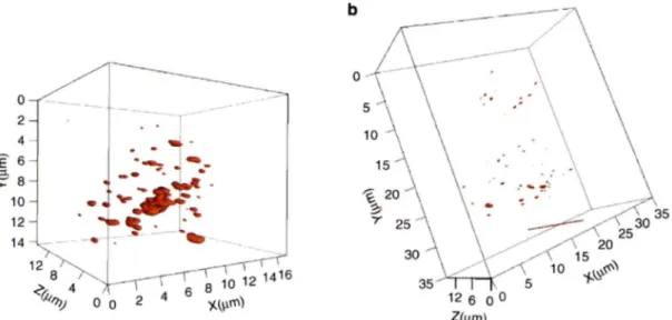 Figure  9 :  Représentations  tridimensionnelles  des  télomères  d'une  cellule  de  Hodgkin et d'une cellule Reed-Sternberg de la lignée cellulaire hodgkinienne L1236  suite  à  une analyse des télomères par FISH en 3D 