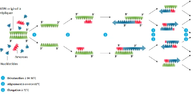 Figure 6 Illustration des trois étapes d’un cycle de réaction polymérase en chaine (PCR) :  dénaturation, hybridation et élongation