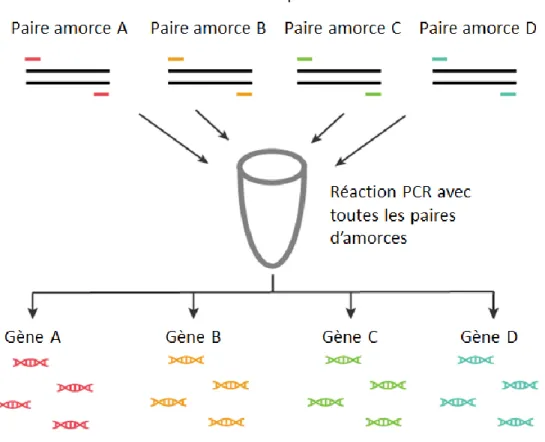 Figure 7 Illustration d’une PCR multiplexe comportant quatre paires d’amorces dans un même tube  de réaction permettant d’amplifier quatre gènes différents