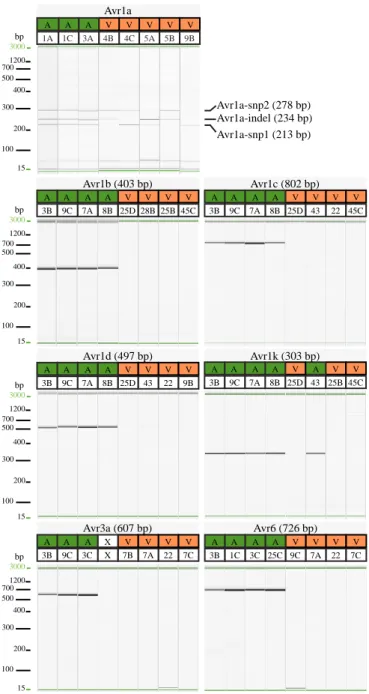 Figure  2  Gel  images  of  uniplex  PCR  amplifications  of  discriminant  regions  associated  with  avirulence  alleles  for  seven  Avr  genes  in  Phytophthora  sojae