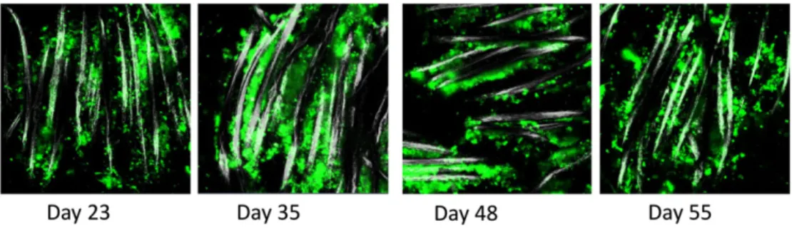 Fig. 2. Bioﬁlm imaging. Confocal images of anodic bioﬁlms. Bioﬁlm morphology was examined using CLSM and Syto9® ﬂuorescent dyeing at days 23, 35, 48 and 55