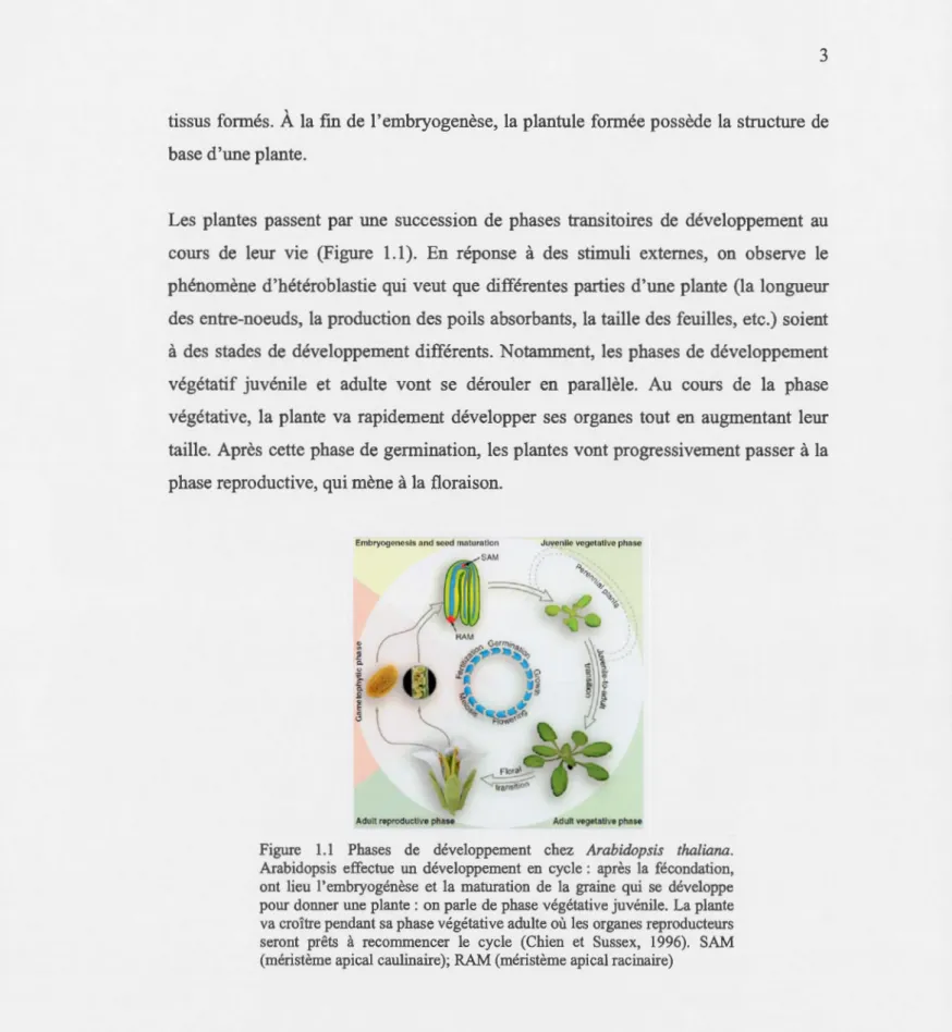 Figure  1.1  Phases  de  développement  chez  Arabidopsis  thaliana.  Arabidopsis  effectue  un  développement  en  cycle :  après  la  fécondation ,  ont  lieu  l'embryogénèse  et la  maturation  de  la  graine  quj  se  développe  pour donner  une  plant