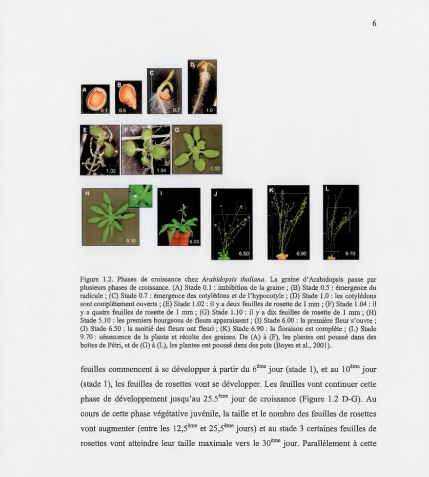 Figure  1.2.  Phases  de  croissance  chez  Arabidopsis  thaliana .  La  graine  d'Arabidopsis  passe  par  plusieurs  phases  de  croissance