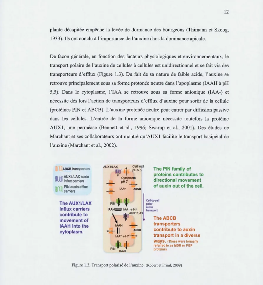 Figure  1.3.  Transport polarisé de l'auxine.  (Robert et Friml,  2009) 