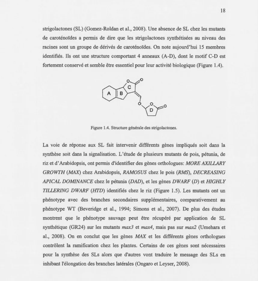 Figure  1.4.  Structure générale des strigolactones. 