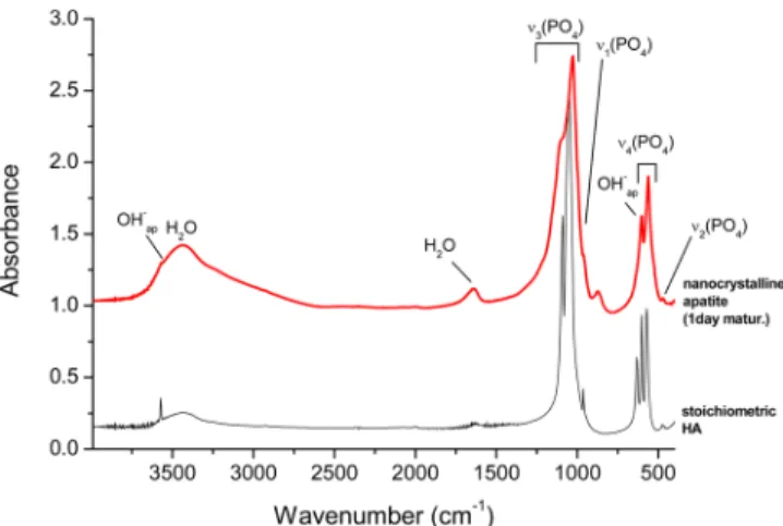 Figure 3. FTIR spectrum for precipitated nanocrystalline apatite and comparison with stoichiometric hydroxyapatite (HA).